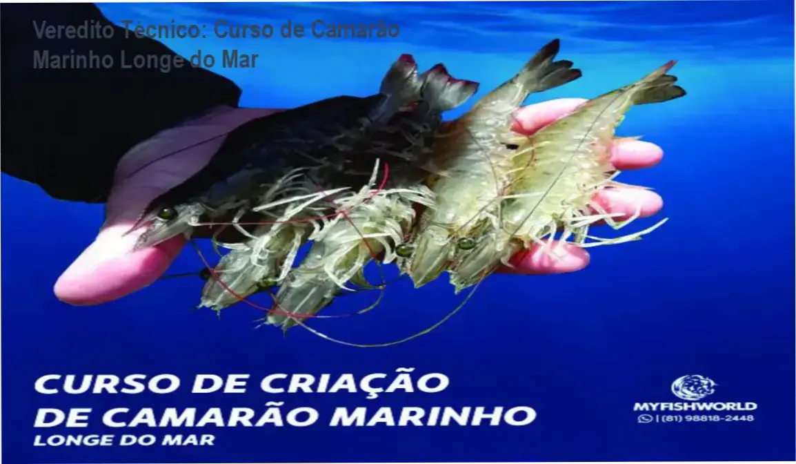 Esquema técnico de sistema de criação de camarão marinho superintensivo em região continental